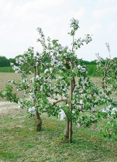 BAUMSCHULE OBSTJA